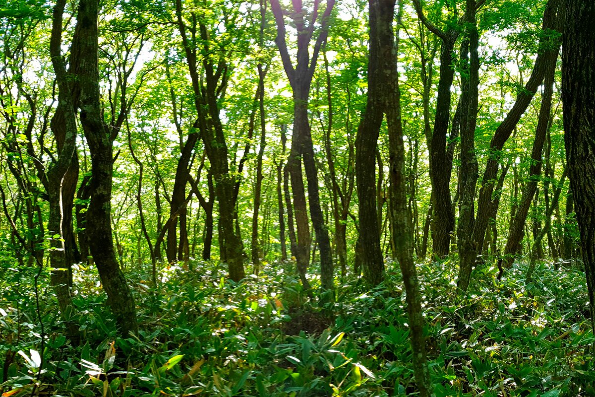 PROGETTO CARTER - Biochar e Agroforestazione: binomio vincente per la conservazione e sequestro del carbonio nel terreno.